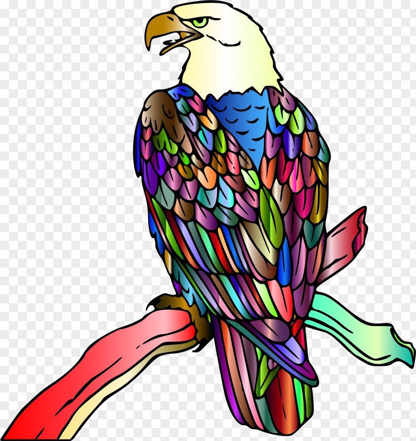 Bird Clip Art Bald Eagle Illustration PNG