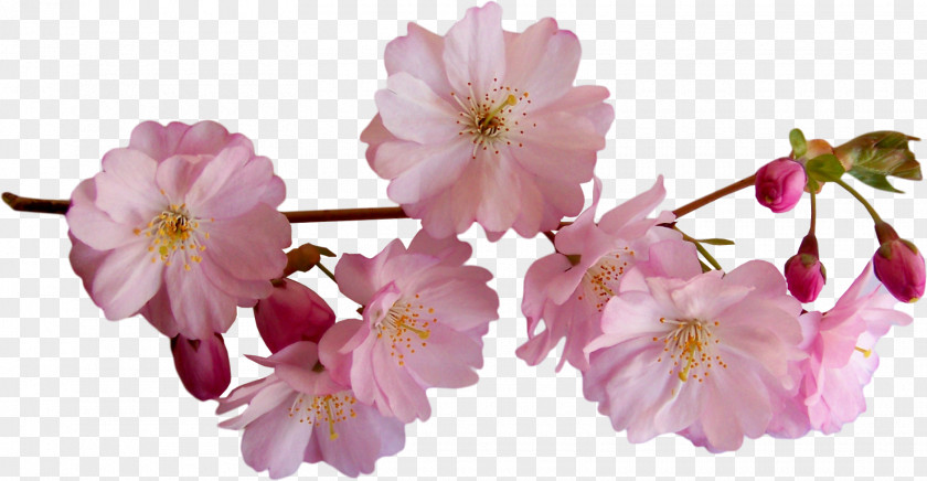 Cherry Blossom Flower Easter Clip Art PNG
