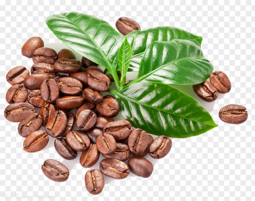 Coffee Beans Kona Bean Seed Coffea PNG