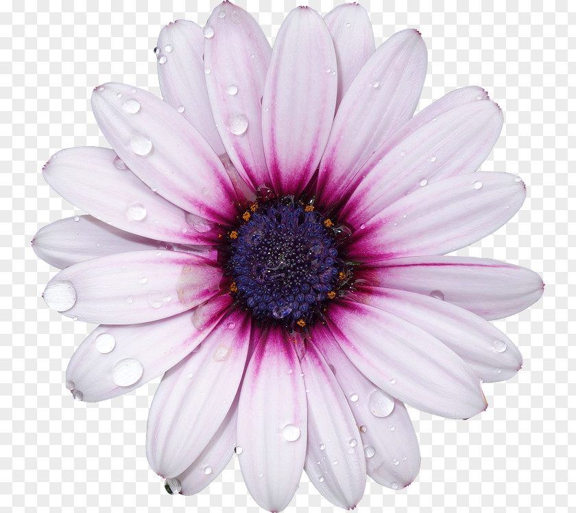 Flower Background Photography Royalty-free Light PNG