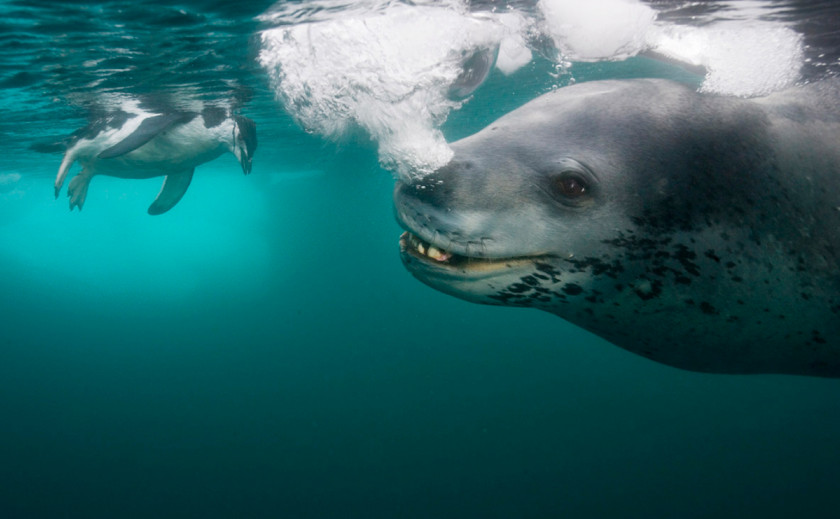 Harbor Seal Antarctica Leopard Penguin Photographer PNG