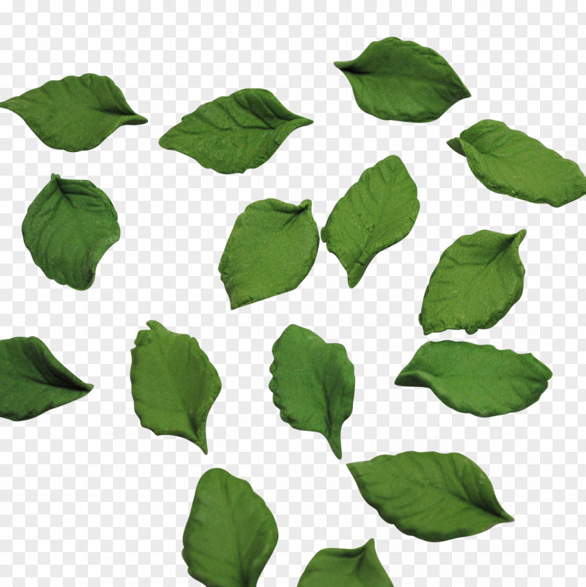 Leaf Image Rose Plant Stem PNG