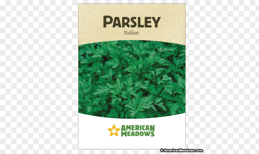 Parsley Flat-leaved Herb Seed Vegetable Germination PNG