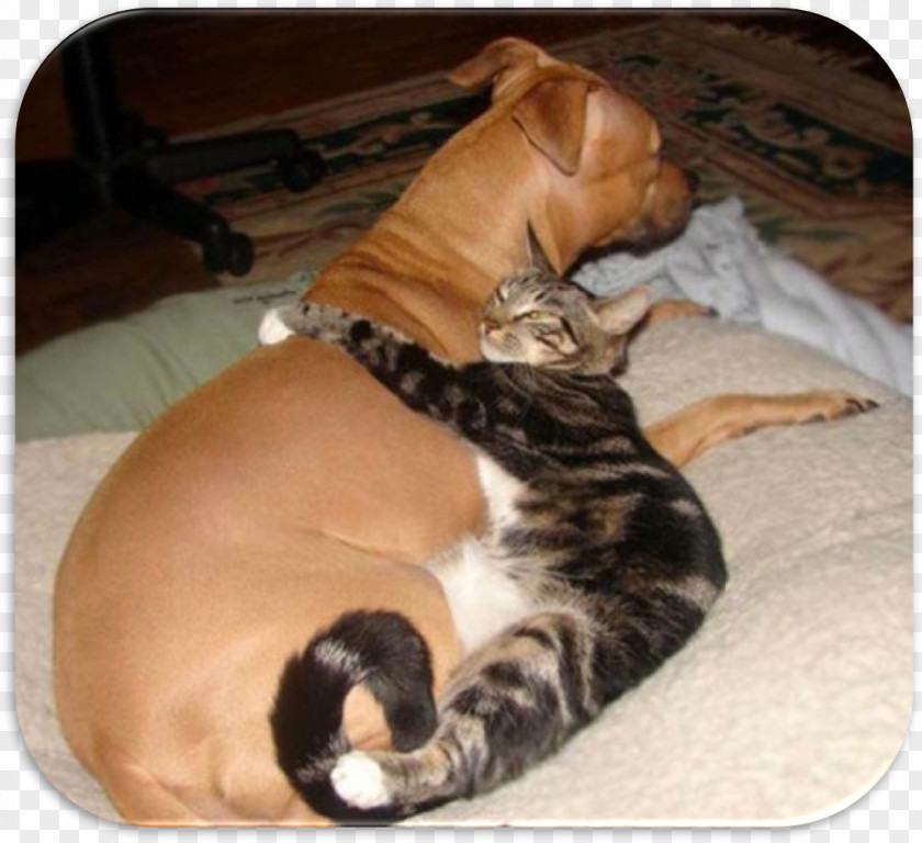 Cat Dog–cat Relationship Kitten Puppy Labrador Retriever PNG