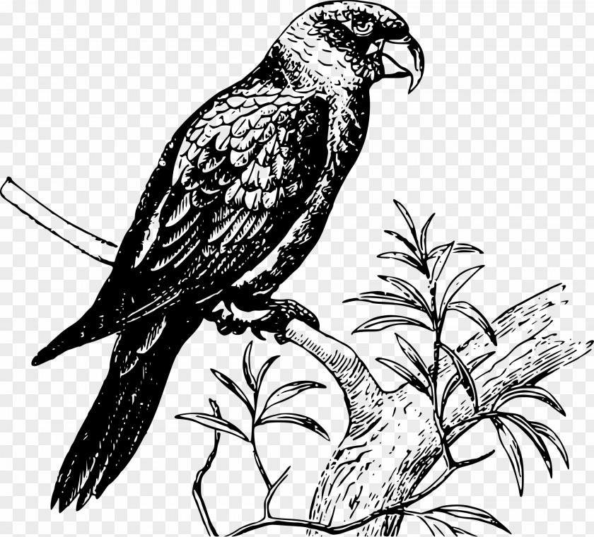 Falconiformes Peregrine Falcon Bird Parrot PNG