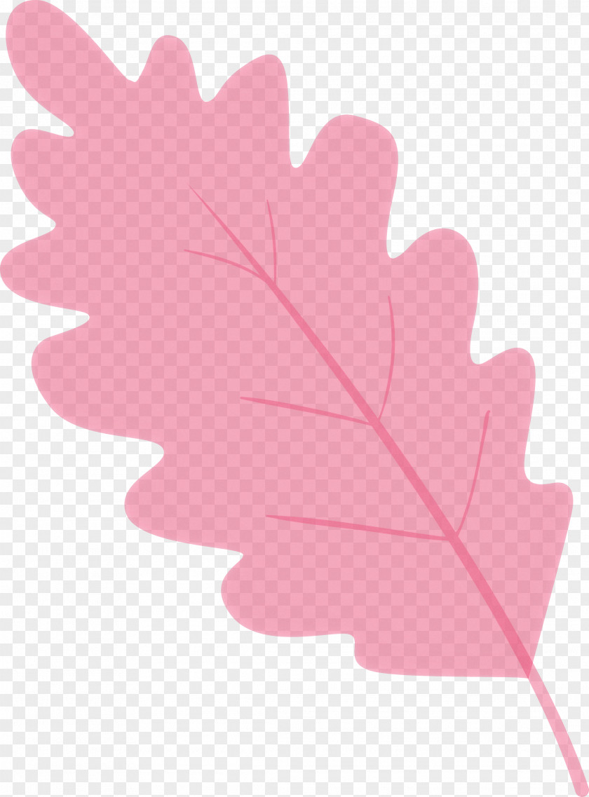 Maple Leaf PNG