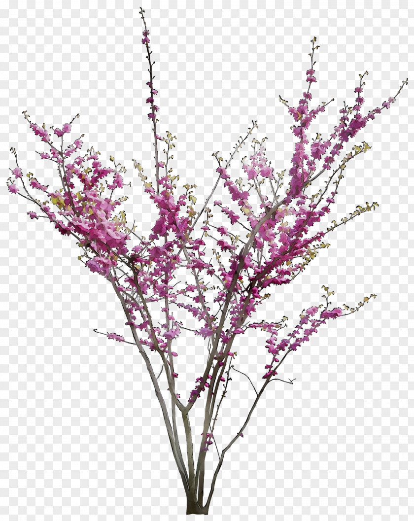 Twig Plant Stem Cut Flowers Purple PNG