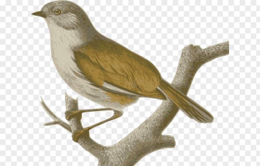 TWIG Sparrow Birds Of The World: Recommended English Names Old World Babbler Phylloscopidae PNG