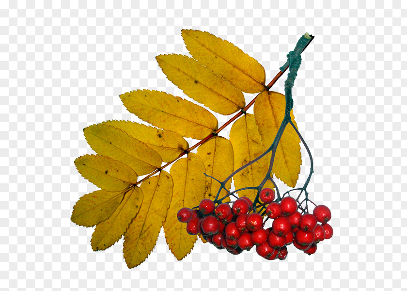 V Hawthorn Leaf Autumn Clip Art PNG