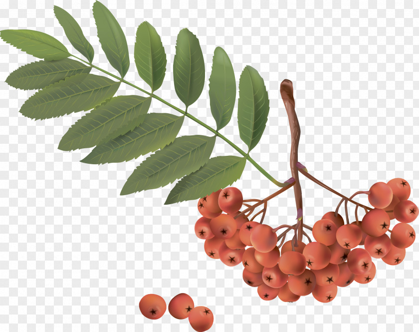 Cherry Tree Branches Sorbus Aucuparia Clip Art PNG