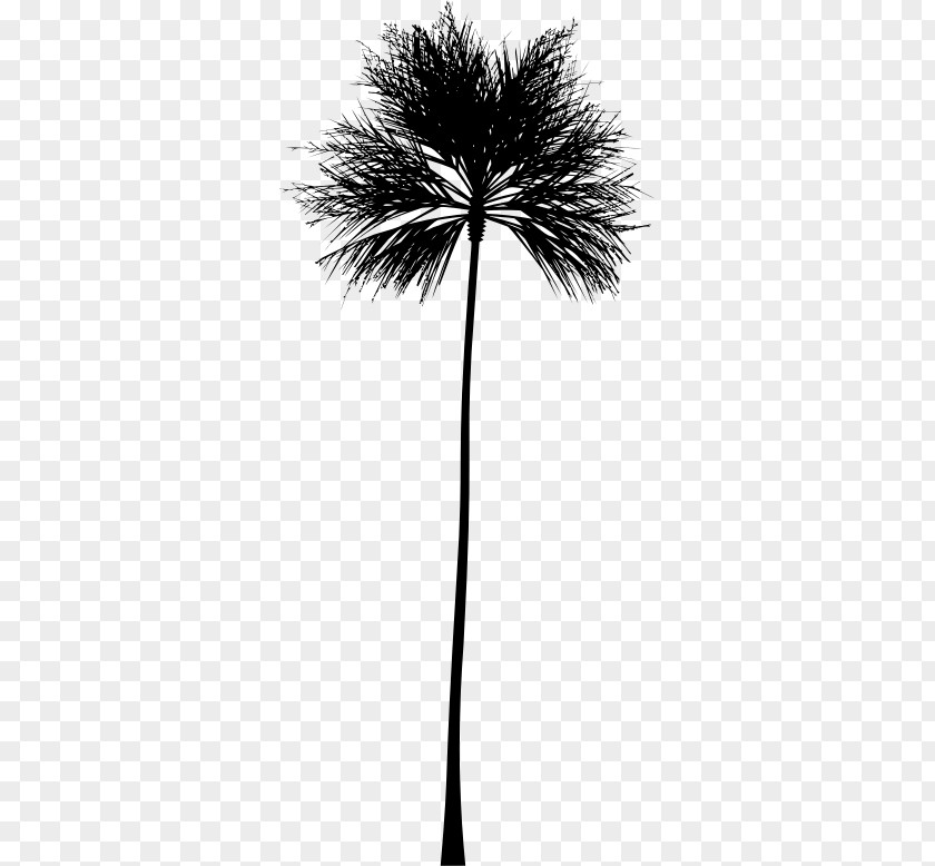 Green Palm Arecaceae Silhouette Clip Art PNG