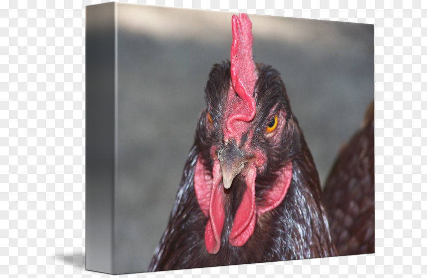 Mary Jones Batte Rooster Beak Chicken As Food PNG