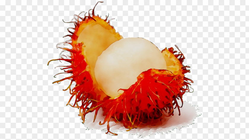 Rambutan Fruit Nephelium Chryseum Image PNG