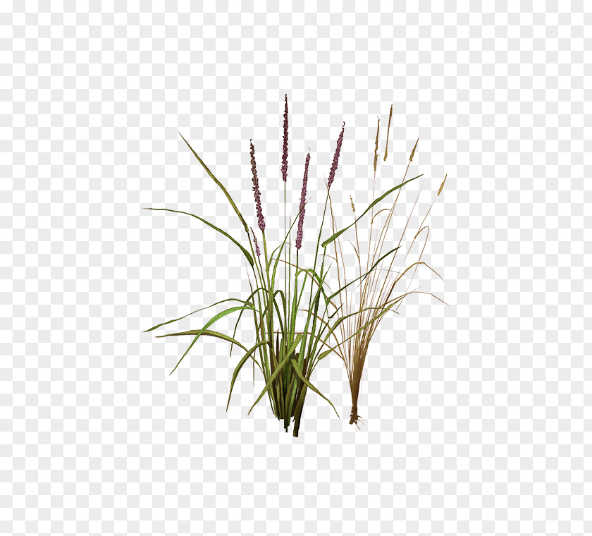 Sweet Grass Vetiver Lemongrass Phragmites Plant Stem PNG