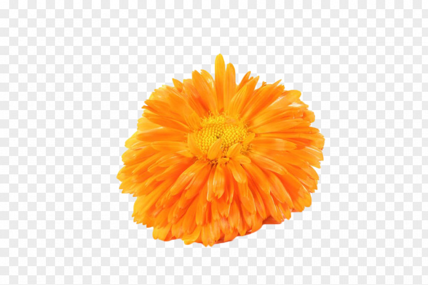 Yellow Chrysanthemum Mexican Marigold Tea Calendula Officinalis PNG