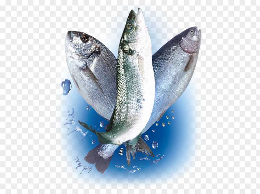 Ali Sami Yen Sardine Fish Products Oily Aquaculture Fishery PNG