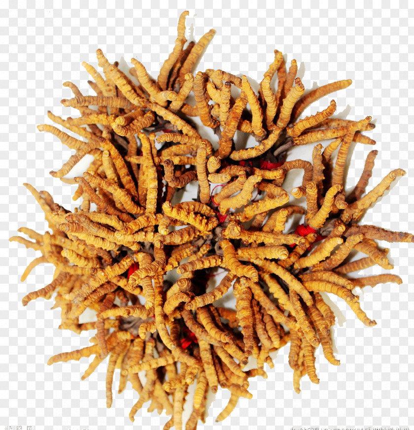 East From Grass Cordyceps Militaris Caterpillar Fungus Traditional Chinese Medicine Extract PNG