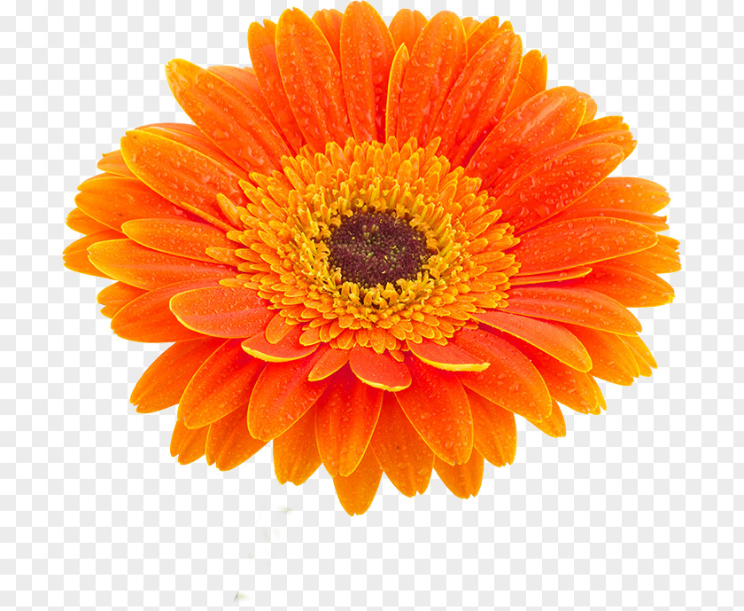 Flower Petals Transvaal Daisy Stock Photography Marigold White PNG