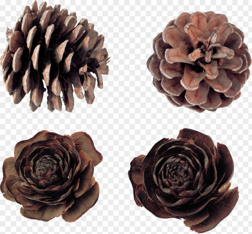 Pine Cone Material Conifer Humidifier Needle PNG