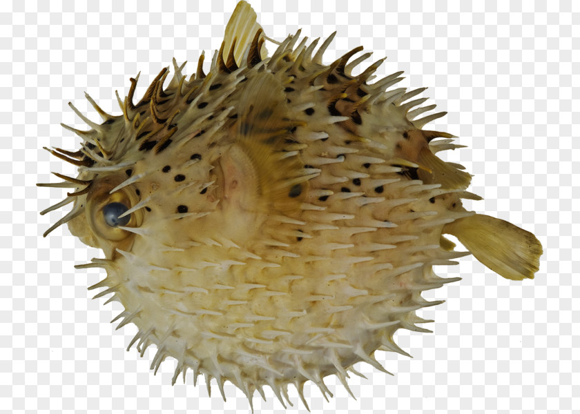 Puffer Fish Pufferfish Long-spine Porcupinefish Fugu Spot-fin PNG