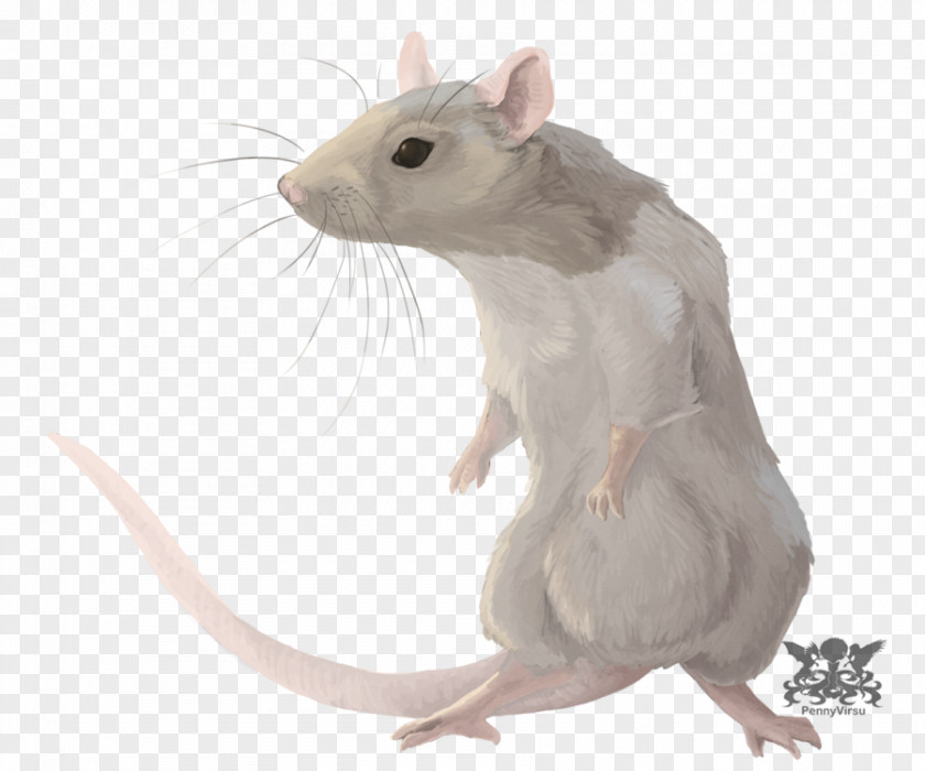 Rat Chinese Zodiac Astrological Sign Horoscope PNG