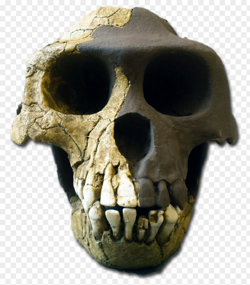 Skull Ardipithecus Ramidus Kadabba Australopithecus Afarensis Pliocene PNG