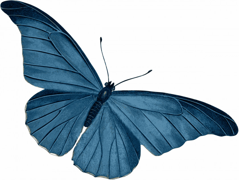 Dragonfly Butterfly Morpho Menelaus Blue Clip Art PNG