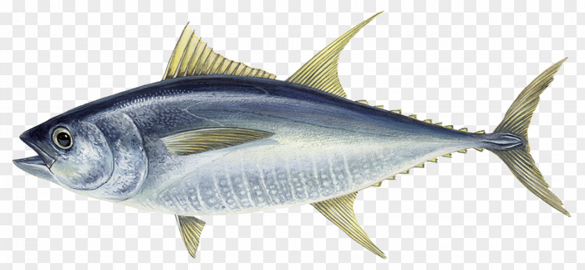 Fish Atlantic Bluefin Tuna Albacore Yellowfin Da Hui PNG