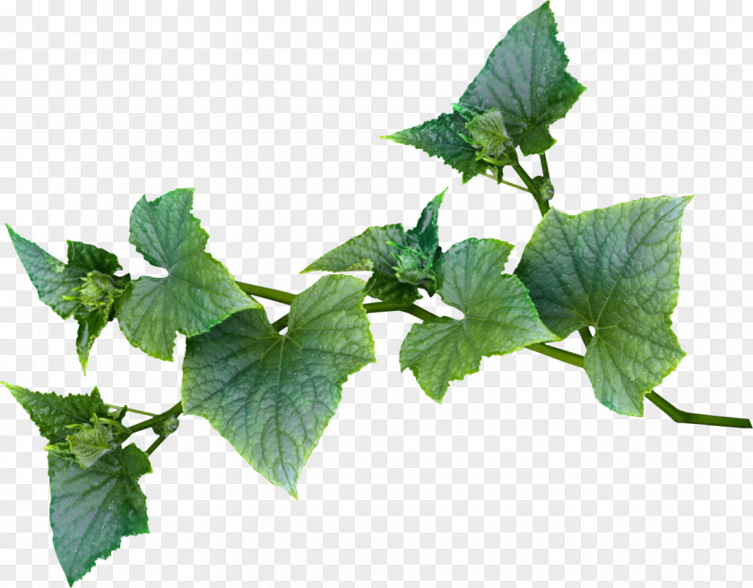 Vines Herbalism Plant Leaf PNG