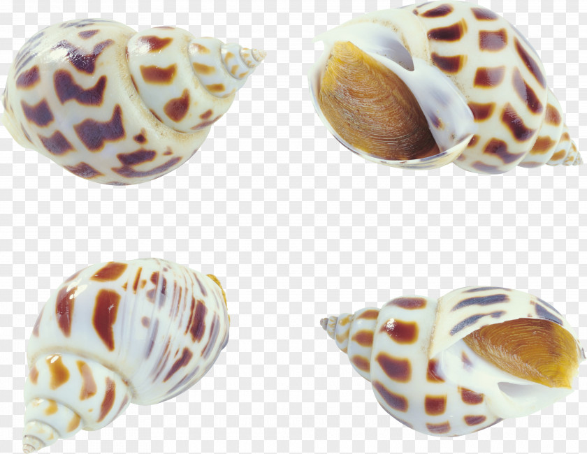 Creative Pattern Collection Conch Seafood Clam Oyster Shellfish Bolinus Brandaris PNG