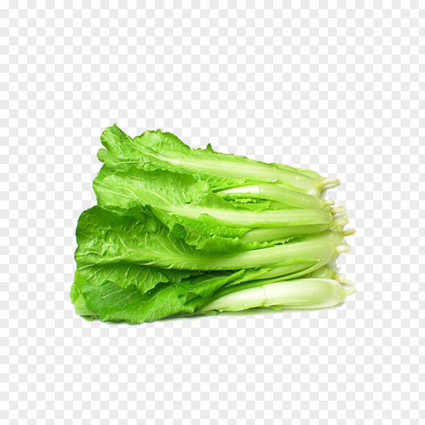 Fresh Cabbage Bok Choy Napa Chinese Vegetable Canola PNG