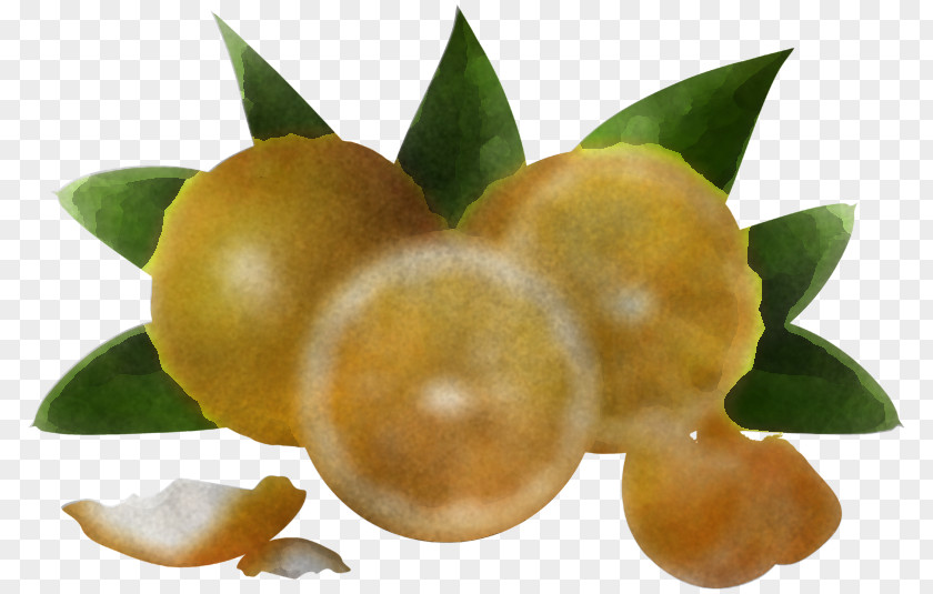 Perennial Plant Natural Foods Flower Fruit Citrus Food PNG