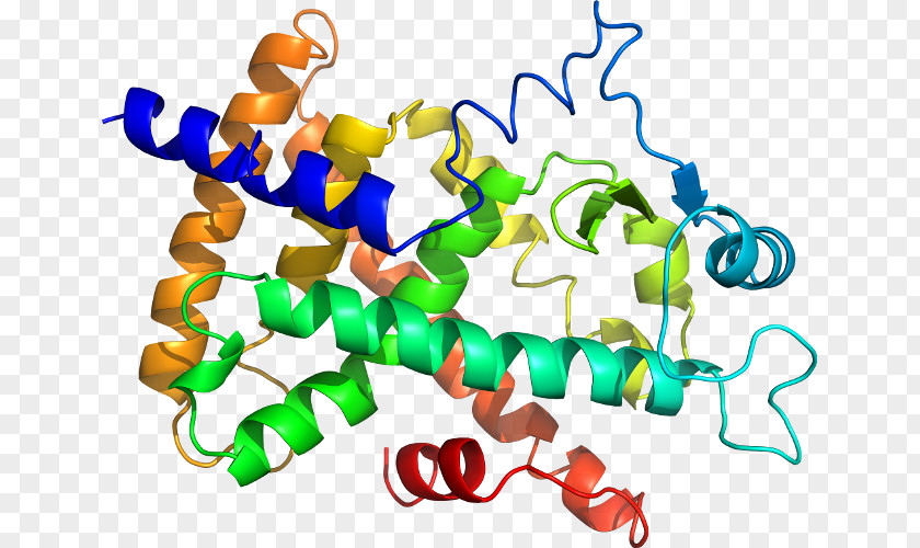 Peroxisome Proliferatoractivated Receptor Biology Protein Structure Amino Acid Clip Art PNG
