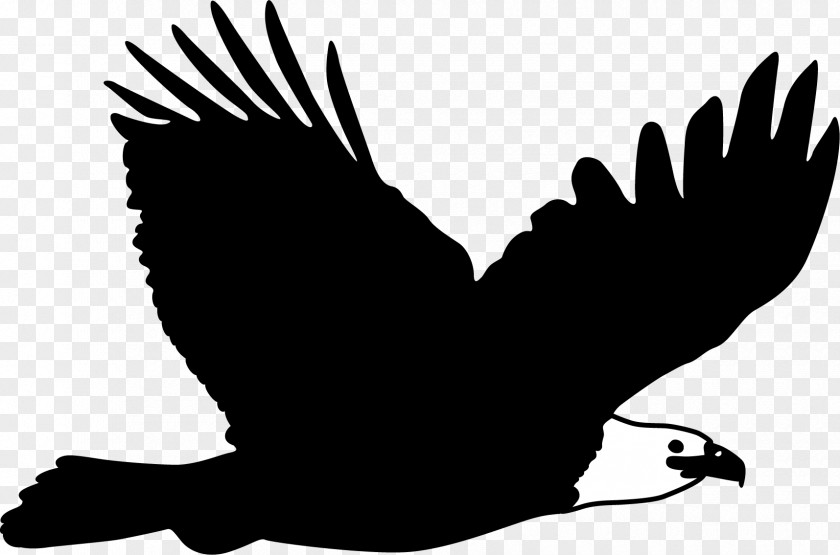 The Hawk Flies High Bald Eagle Flight Bird PNG
