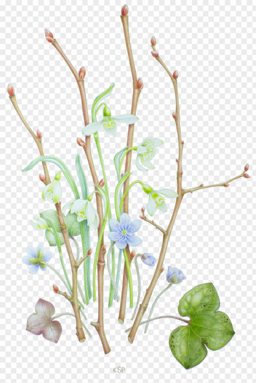 Tilia Cordata Painting Kaiserstuhl Floral Design Plant Stem Drawing PNG