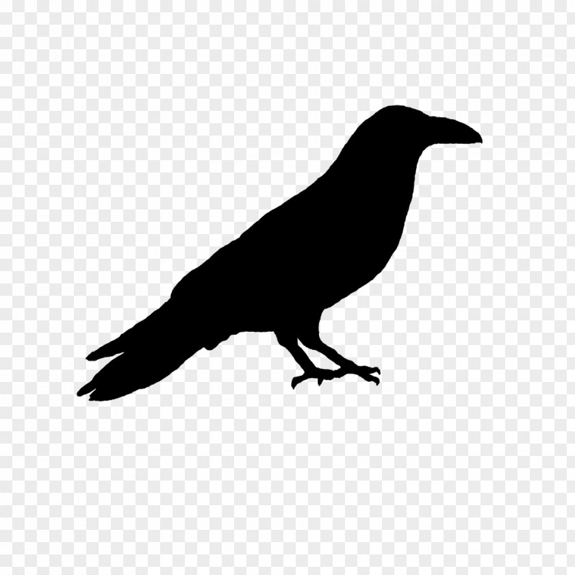 American Crow Rook New Caledonian Common Raven PNG