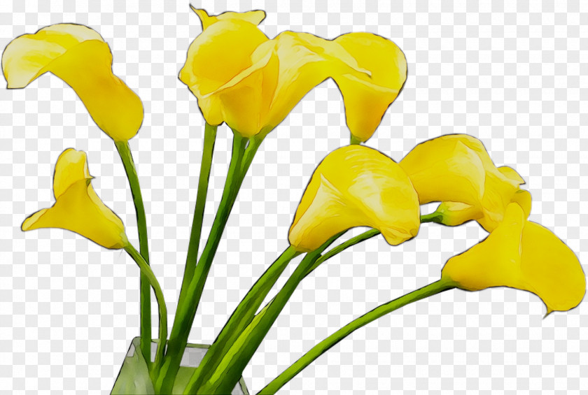 Arum Lilies Yellow Cut Flowers Bud Plant Stem PNG