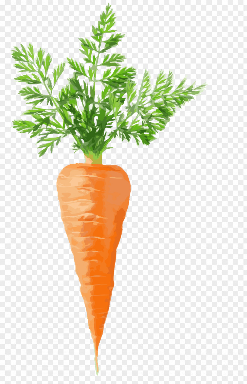 Carrot Juice Cake Stock Photography Vegetable PNG