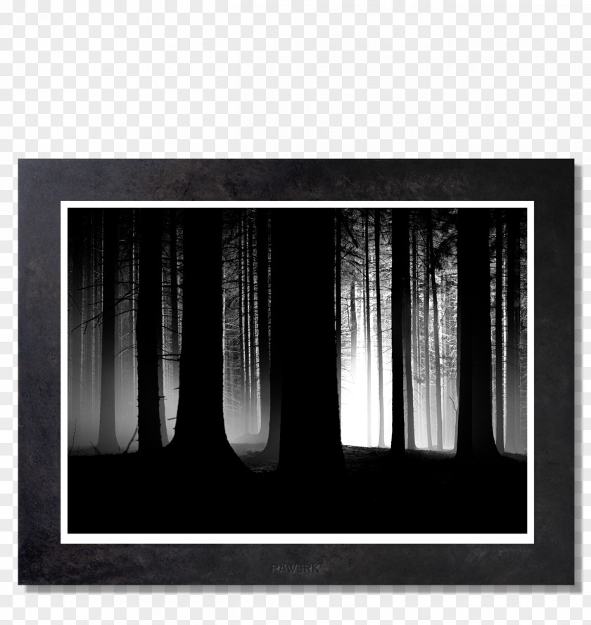 Dark Forest Picture Frames White Wall PNG