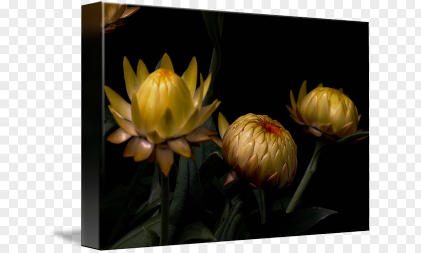 Flower Still Life Photography Petal Gallery Wrap Yellow PNG