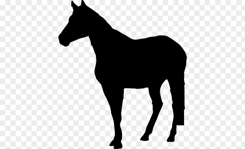 Horse Standing Drawing Clip Art PNG