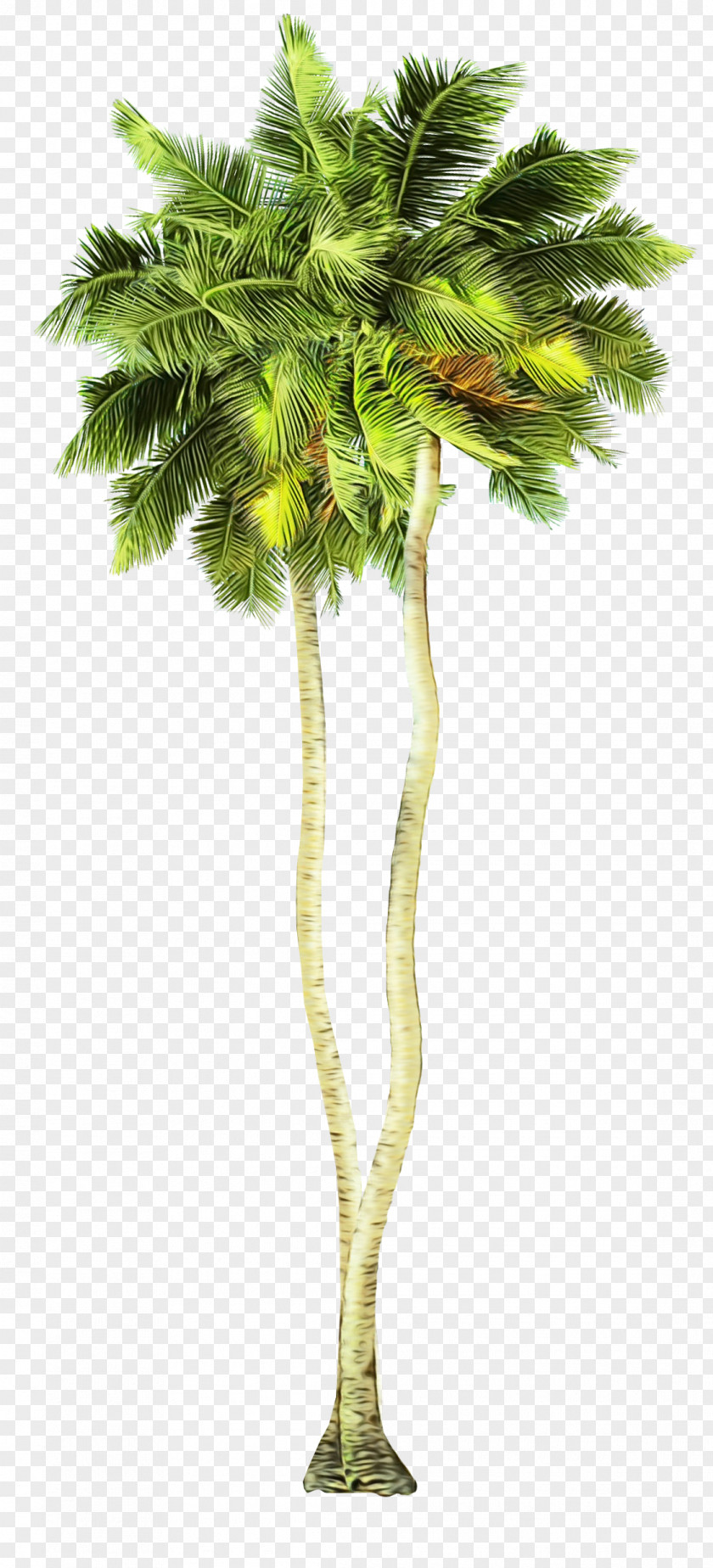 Palm Tree PNG