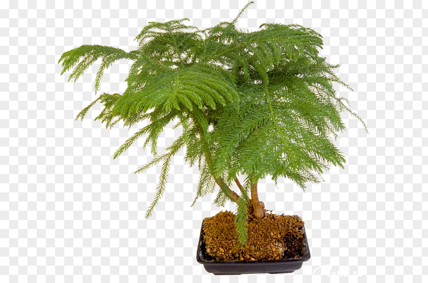 Bonsay Bonsai Flowerpot Houseplant Tree Ornamental Plant PNG