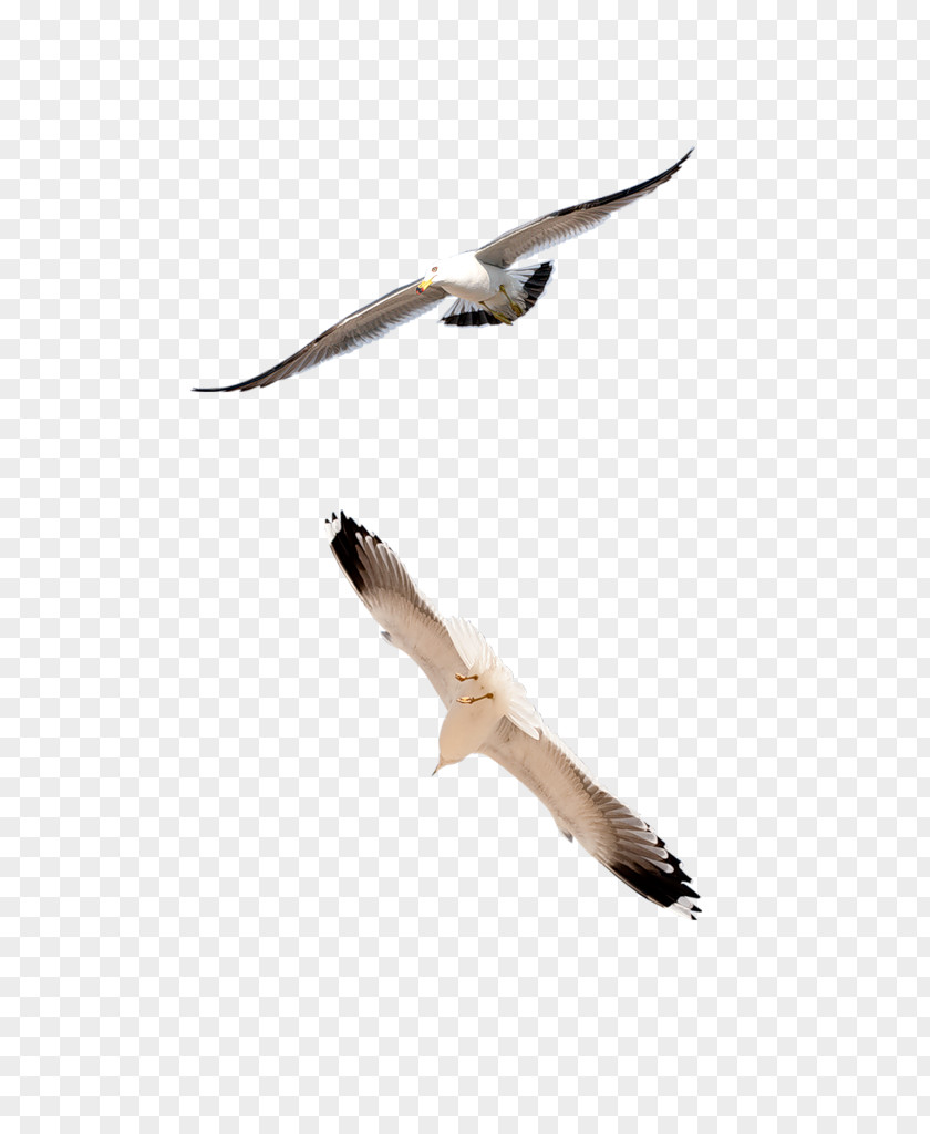 Creative Dove Of Peace,Geese Flying Seagull Domestic Pigeon Bird Columbidae Goose PNG