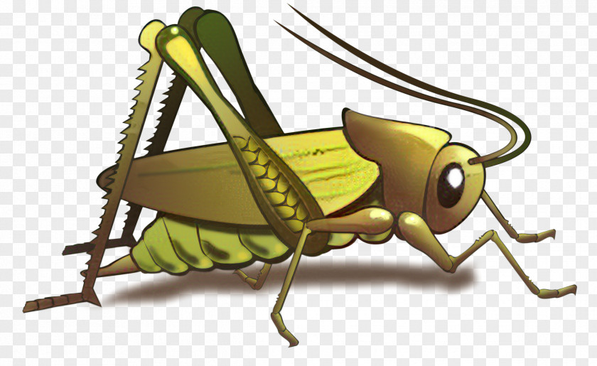 Grasshopper Cri-Cri Cricket Gryllidae T-shirt PNG