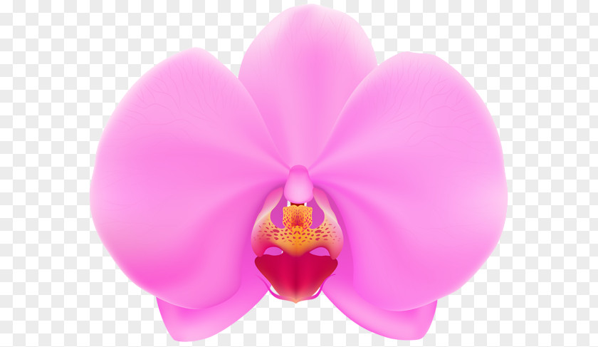 Moth Orchids Clip Art PNG