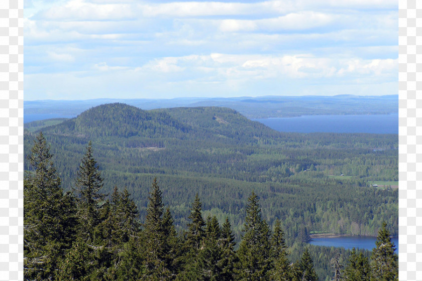 Park Koli, Finland National Encyclopedia Wikipedia PNG