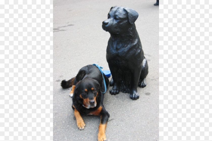 Puppy Rottweiler Dog Breed Group (dog) PNG