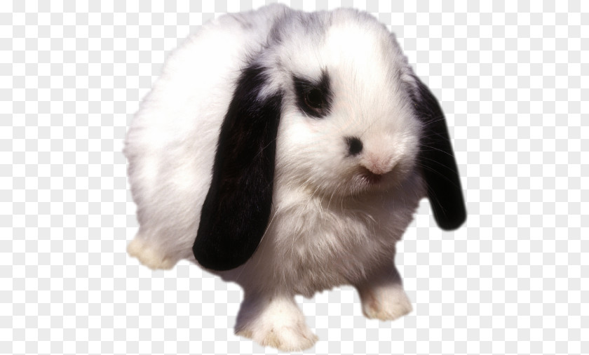 Rabbit Domestic Leporids Fur Animal PNG