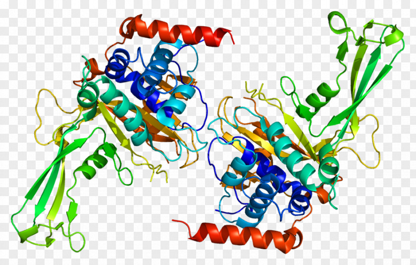 USP7 Ubiquitin Ligase Protease P53 PNG